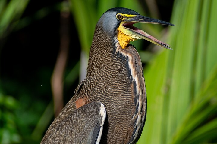 Tiger heron TORTUGUERO NATIONAL PARK